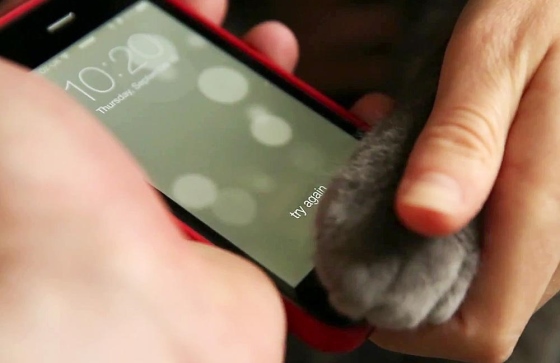 iPhone 5S Touch ID gebruiken met een kat