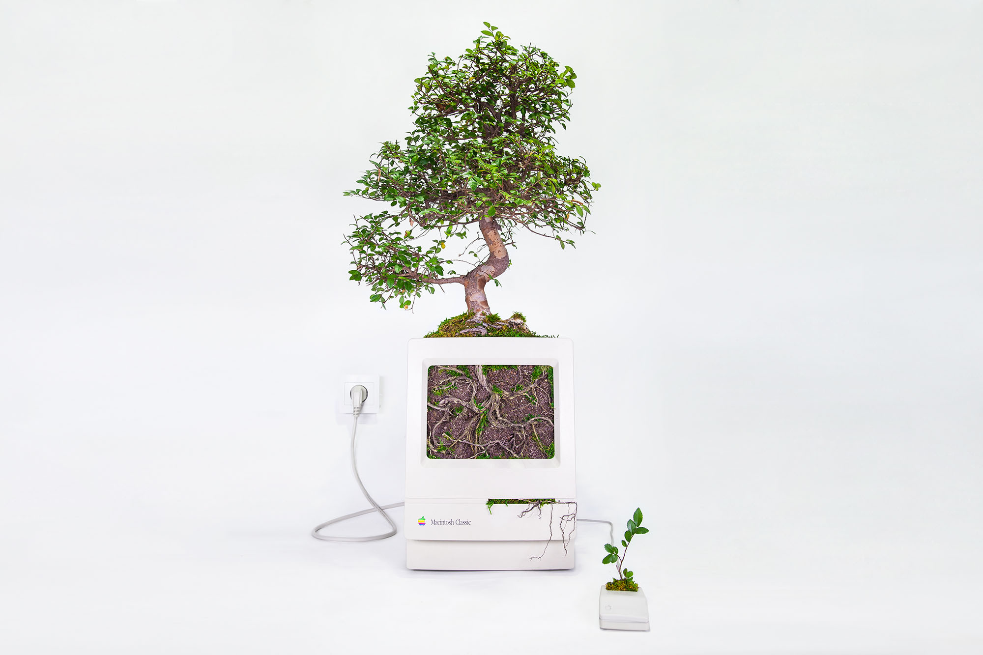 plant your mac